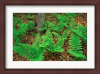 Framed Ferns Next to Woodman Brook, Tributary of the Lamprey River, New Hampshire
