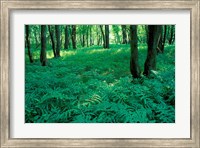 Framed Sensitive Ferns and Silver Maples, Floodplain Forest, Upper Merrimack River, New Hampshire