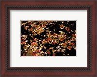Framed Red Maple Leaves in Reservoir, Boat Meadow Brook, Bear Brook State Park, New Hampshire
