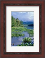 Framed Pickerel Weed, Pontook Reservoir, Androscoggin River, New Hampshire