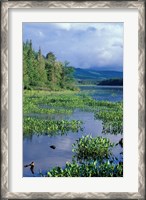 Framed Pickerel Weed, Pontook Reservoir, Androscoggin River, New Hampshire