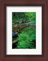 Framed Lady Fern, Lyman Brook, The Nature Conservancy's Bunnell Tract, New Hampshire