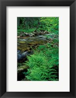Framed Lady Fern, Lyman Brook, The Nature Conservancy's Bunnell Tract, New Hampshire