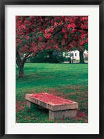 Framed Crab Apple Trees in Prescott Park, New Hampshire