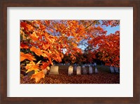 Framed Fall Morning in a Portsmouth Cemetary, New Hampshire