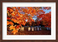 Framed Fall Morning in a Portsmouth Cemetary, New Hampshire