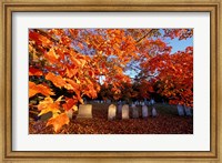 Framed Fall Morning in a Portsmouth Cemetary, New Hampshire
