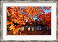 Framed Fall Morning in a Portsmouth Cemetary, New Hampshire