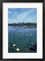 Framed Fragrant Water Lily, Kayaking on Umbagog Lake, Northern Forest, New Hampshire