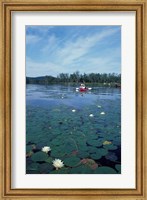 Framed Fragrant Water Lily, Kayaking on Umbagog Lake, Northern Forest, New Hampshire