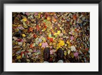 Framed Fall Foliage on Forest Floor in White Mountains, New Hampshire