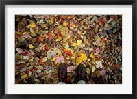 Framed Fall Foliage on Forest Floor in White Mountains, New Hampshire