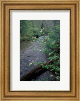Framed Hobblebush, Pemigewasset River, White Mountain National Forest, New Hampshire