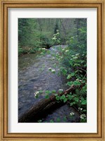 Framed Hobblebush, Pemigewasset River, White Mountain National Forest, New Hampshire