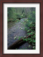 Framed Hobblebush, Pemigewasset River, White Mountain National Forest, New Hampshire