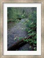 Framed Hobblebush, Pemigewasset River, White Mountain National Forest, New Hampshire