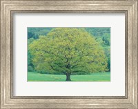 Framed Northern Red Oak, New Hampshire