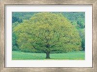 Framed Northern Red Oak, New Hampshire