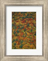 Framed Fall Foliage on the Slopes of Mt Lafayette, White Mountains, New Hampshire