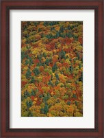 Framed Fall Foliage on the Slopes of Mt Lafayette, White Mountains, New Hampshire