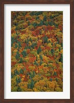 Framed Fall Foliage on the Slopes of Mt Lafayette, White Mountains, New Hampshire