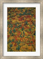 Framed Fall Foliage on the Slopes of Mt Lafayette, White Mountains, New Hampshire