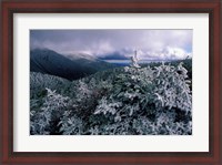 Framed Snow Coats the Boreal Forest on Mt Lafayette, White Mountains, New Hampshire