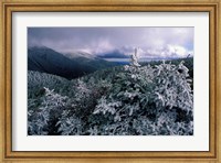 Framed Snow Coats the Boreal Forest on Mt Lafayette, White Mountains, New Hampshire