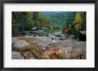 Framed Fall Foliage, Appalachian Trail, White Mountains, New Hampshire