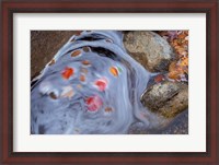 Framed Leaves Swirl in Zealand Falls, Appalachian Trail, White Mountains, New Hampshire