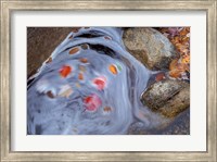 Framed Leaves Swirl in Zealand Falls, Appalachian Trail, White Mountains, New Hampshire