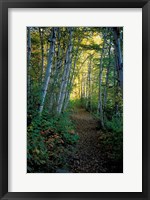Framed White Birch and Yellow Leaves in the White Mountains, New Hampshire