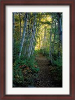 Framed White Birch and Yellow Leaves in the White Mountains, New Hampshire