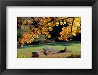 Framed Fall Foliage on Cohos Trail, Zealand Campground, Twin Mountain, New Hampshire