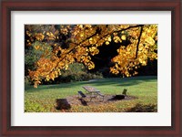 Framed Fall Foliage on Cohos Trail, Zealand Campground, Twin Mountain, New Hampshire