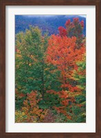 Framed Northern Hardwood Forest, New Hampshire