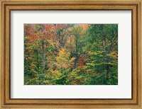 Framed Fall in Northern Hardwood Forest, New Hampshire