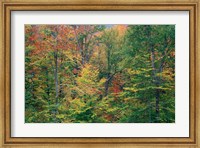 Framed Fall in Northern Hardwood Forest, New Hampshire