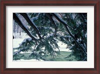 Framed Snow and Eastern Hemlock, New Hampshire
