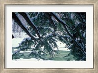 Framed Snow and Eastern Hemlock, New Hampshire
