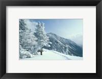 Framed Snow Covered Trees and Snowshoe Tracks, White Mountain National Forest, New Hampshire