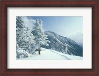 Framed Snow Covered Trees and Snowshoe Tracks, White Mountain National Forest, New Hampshire