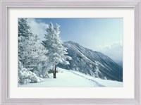 Framed Snow Covered Trees and Snowshoe Tracks, White Mountain National Forest, New Hampshire