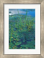 Framed Water Lilies, New Hampshire