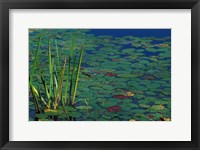 Framed Pond Water Lilies, Brookline, New Hampshire