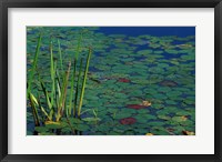 Framed Pond Water Lilies, Brookline, New Hampshire