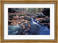 Framed Great Brook Trail in Late Fall, New Hampshire
