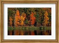 Framed Wetlands in Fall, Peverly Pond, New Hampshire