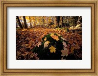 Framed Sugar Maple Leaves on Mossy Rock, Nature Conservancy's Great Bay Properties, New Hampshire