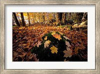 Framed Sugar Maple Leaves on Mossy Rock, Nature Conservancy's Great Bay Properties, New Hampshire